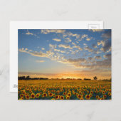 Sonnenblumen im Sonnenuntergang Postkarte (Vorne/Hinten)