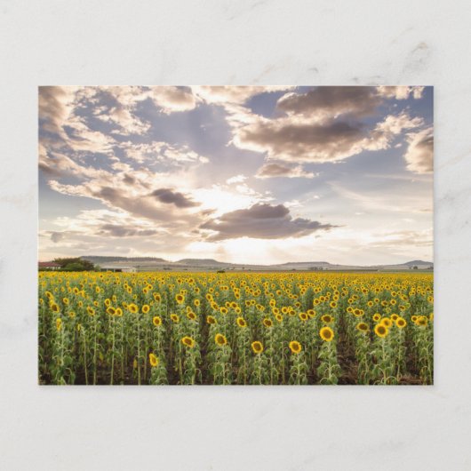 Sonnenblumen im Sonnenuntergang Postkarte (Vorderseite)