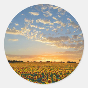 Sonnenblumen im Sonnenuntergang Runder Aufkleber