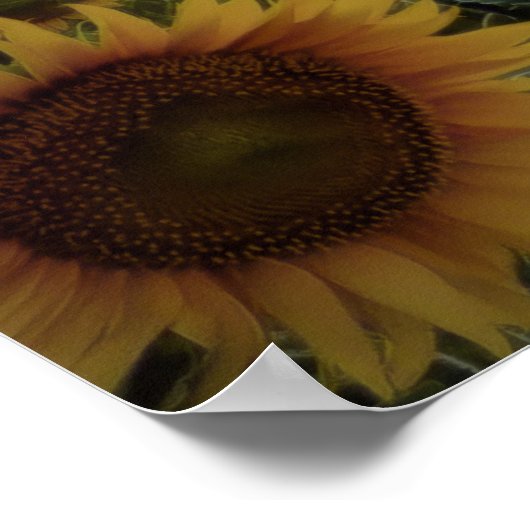 Sonnenblumen im Sturm Poster (Ecke)