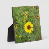 Sonnenblumen im Wind, Fotoplatte (Vorderseite)