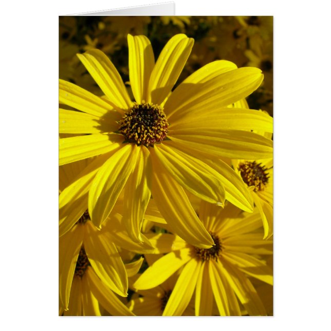 Sonnenblumen im Zoo (Vorne)