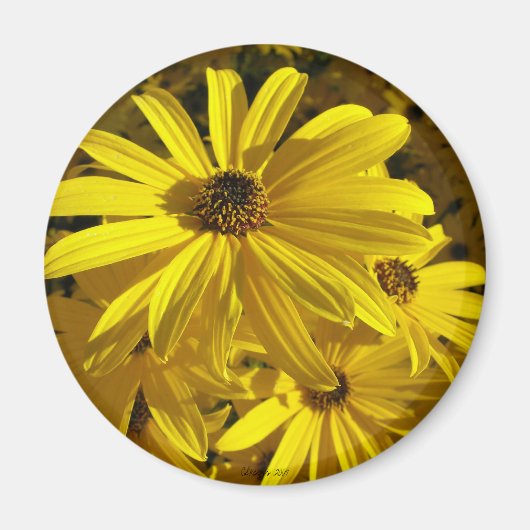 Sonnenblumen im Zoo Magnet (Vorne)