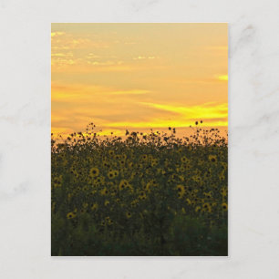 Sonnenblumen in der Abenddämmerung Postkarte