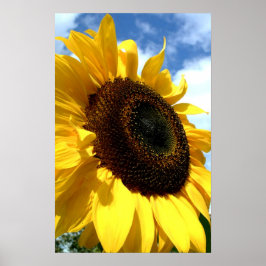 Sonnenblumen in der Nähe der Galerie Poster