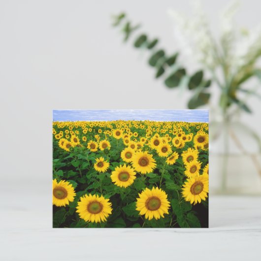 Sonnenblumen in Fargo, nördlich von Dakota Postkarte (Stehend Vorderseite)