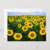 Sonnenblumen in Fargo, nördlich von Dakota Postkarte (Vorne/Hinten)