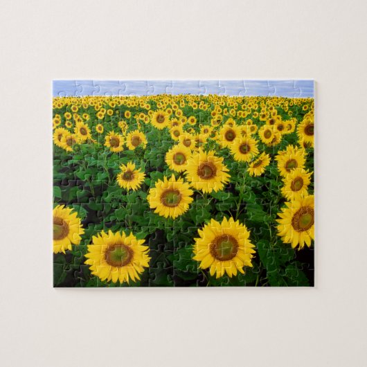 Sonnenblumen in Fargo, nördlich von Dakota Puzzle (Horizontal)