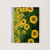 Sonnenblumen in Fargo, nördlich von Dakota Puzzle (Vertikal)