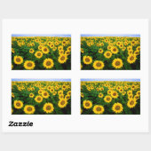 Sonnenblumen in Fargo, nördlich von Dakota Rechteckiger Aufkleber (Blatt)