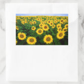 Sonnenblumen in Fargo, nördlich von Dakota Rechteckiger Aufkleber (Tasche)