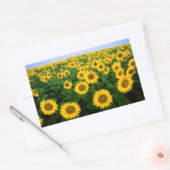 Sonnenblumen in Fargo, nördlich von Dakota Rechteckiger Aufkleber (Umschlag)