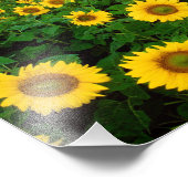 Sonnenblumen in Fargo, North Dakota Fotodruck (Ecke)