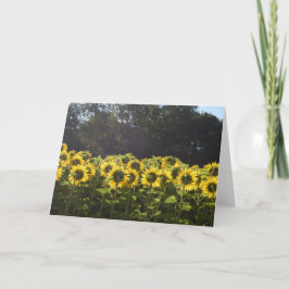 Sonnenblumen in Frankreich Feiertagskarte