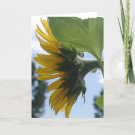Sonnenblumen in Frankreich Feiertagskarte