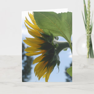 Sonnenblumen in Frankreich Feiertagskarte