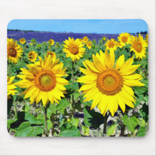 Sonnenblumen in Frankreich schließen Mousepad