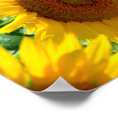 Sonnenblumen in Frankreich schließen Poster (Ecke)