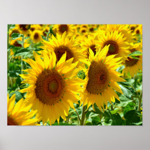Sonnenblumen in Frankreich schließen Poster