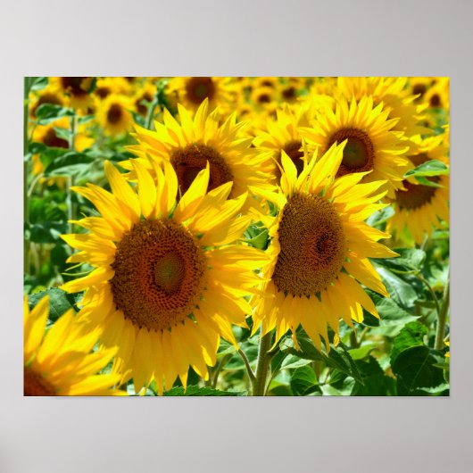 Sonnenblumen in Frankreich schließen Poster (Vorne)