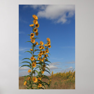 Sonnenblumen in Minnesota Poster