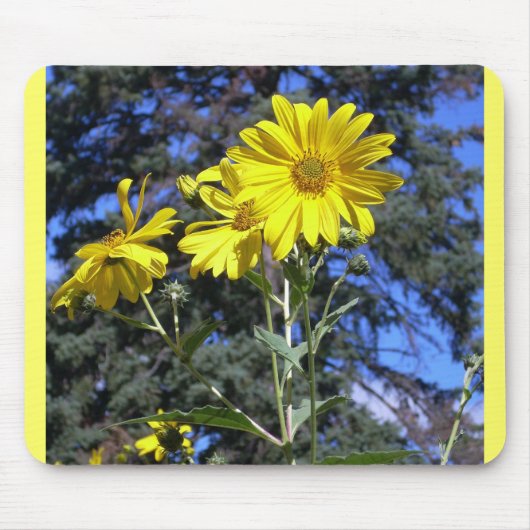 Sonnenblumen in Pinien Mousepad (Vorne)