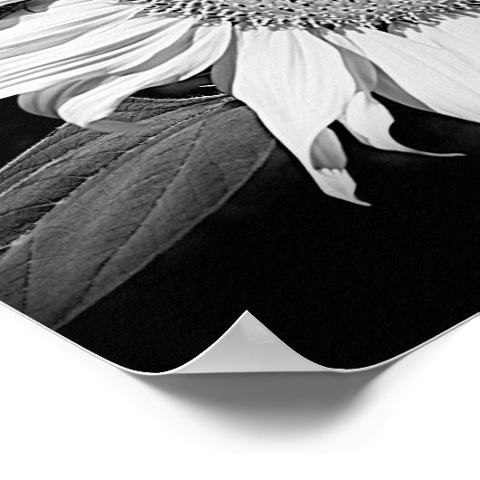 Sonnenblumen in Schwarz und Weiß Poster (Ecke)