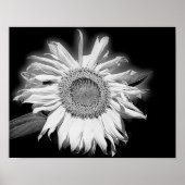 Sonnenblumen in Schwarz und Weiß Poster (Vorne)