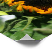 Sonnenblumen in Sunshine Blume Orton Wirkung Poster (Ecke)