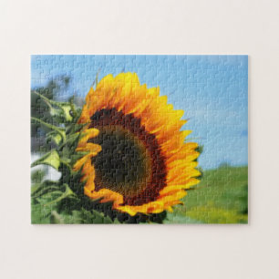 Sonnenblumen in Sunshine Blume Orton Wirkung Puzzle