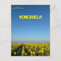 Sonnenblumen in Turen Portuguesa Venezuela