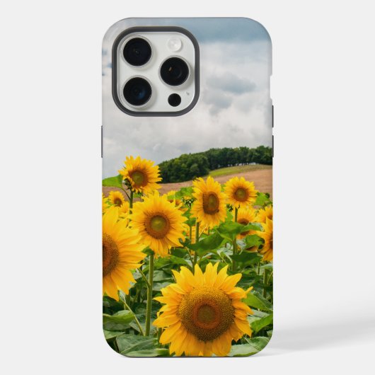 Sonnenblumen iPhone Hülle (Rückseite)