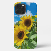 Sonnenblumen iPhone Hülle (Rückseite)