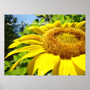 Sonnenblumen Kunst Drucke Geschenke Sommer Sonnenb