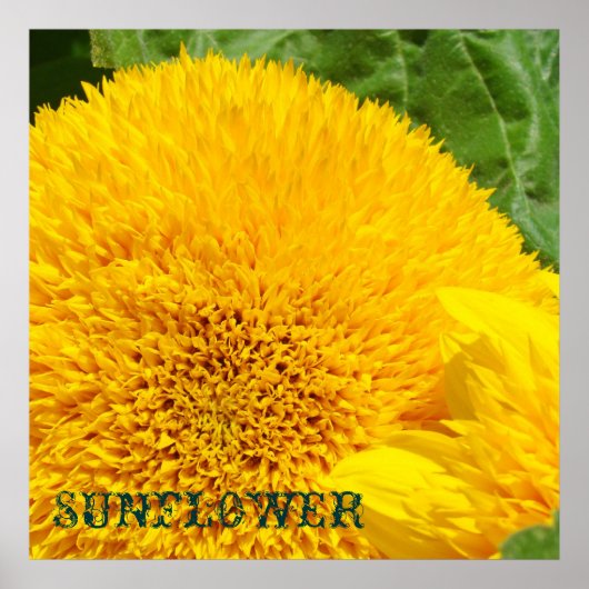 Sonnenblumen Kunst druckt dekorative Blume Poster (Vorne)