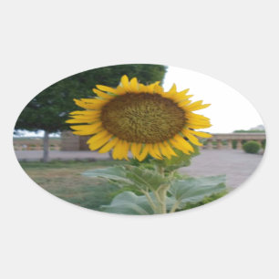 Sonnenblumen-Kunstprint Ovaler Aufkleber