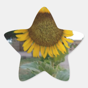 Sonnenblumen-Kunstprint Stern-Aufkleber