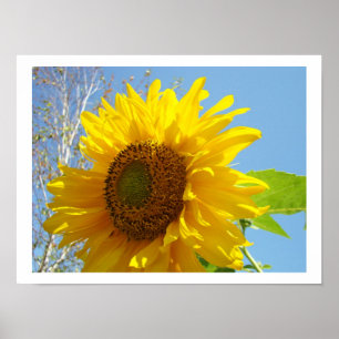 Sonnenblumen-Kunstprints Helle Sommer Gelbe Blüten Poster