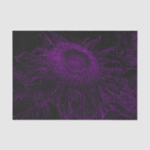 Sonnenblumen Lila Schwarze Blüte Entdeckungsreise 