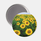 Sonnenblumen Magnet (Vorderseite/Rückseite)