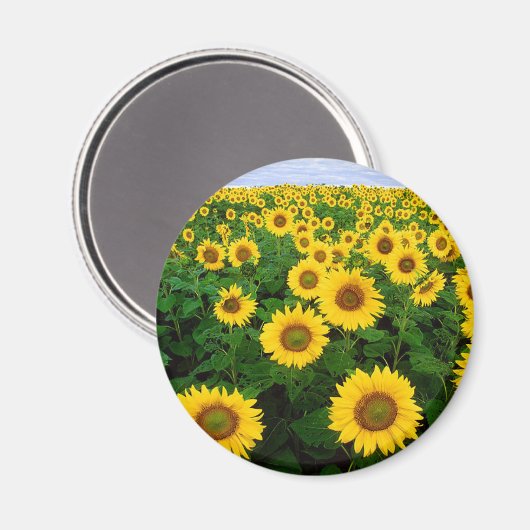 Sonnenblumen Magnet (Vorderseite/Rückseite)