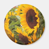 Sonnenblumen Magnet (Vorne)
