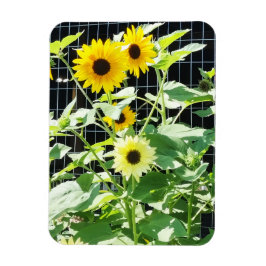 Sonnenblumen Magnet