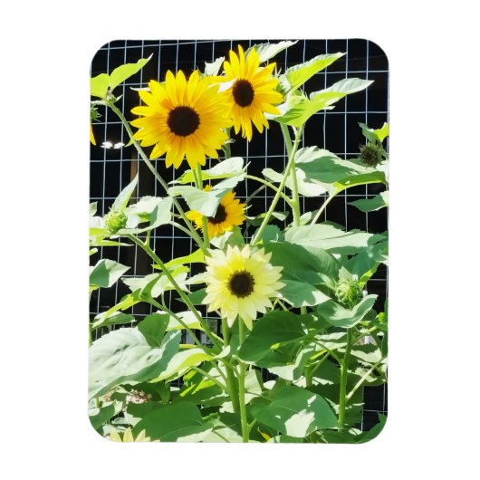 Sonnenblumen Magnet (Vertikal)