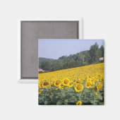 Sonnenblumen, Magnet (Vorderseite/Rückseite)