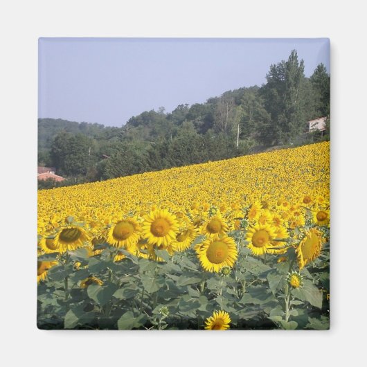 Sonnenblumen, Magnet (Vorne)