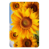Sonnenblumen Magnet (Vertikal)