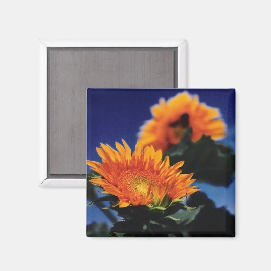 Sonnenblumen Magnet (Vorderseite/Rückseite)