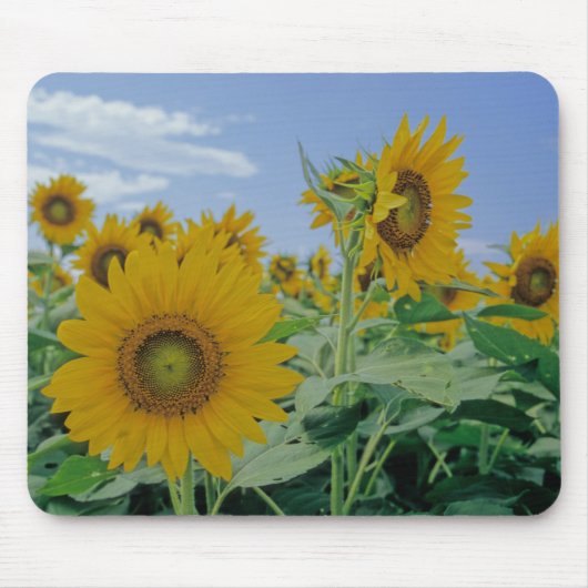 Sonnenblumen Mauspad (Vorne)
