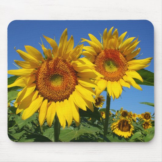 Sonnenblumen, Mausunterlage Mousepad (Vorne)